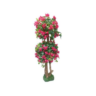 Pink Bougainvillea Flower Plant