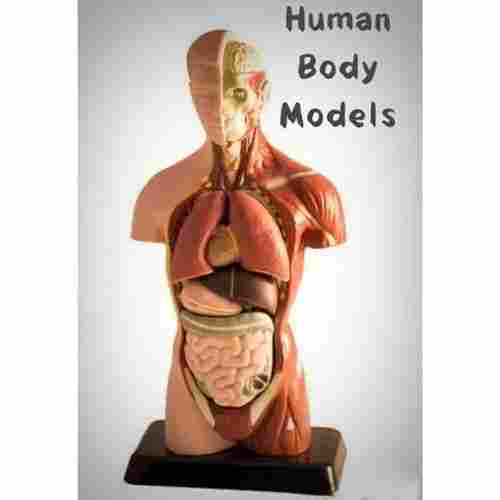 Human Body Torso Models
