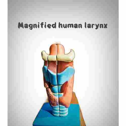 Human Magnified Larynx Model