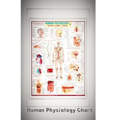 White Educational Human Physiology Chart