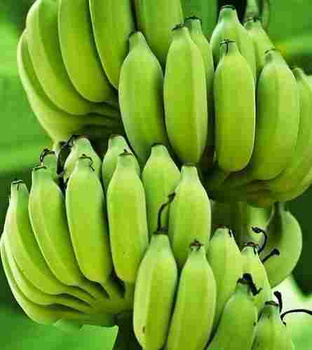 Fresh Cavendish Banana