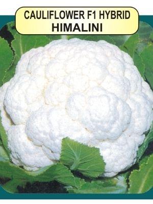 Cauliflower F1 Seeds Weight: 10Gm Per Pack Grams (G)