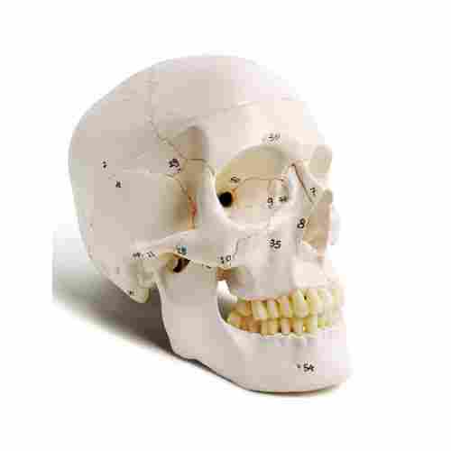SI/SK-511 Model Skull With Numbers