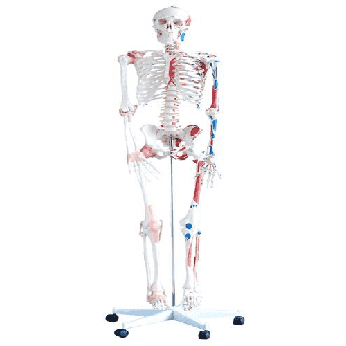 XC-101A Life-Size Human Skeleton (180cm) with Muscles And Ligaments On Pelvic Mounted Stand