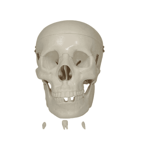 XC-104 Life Size Skull