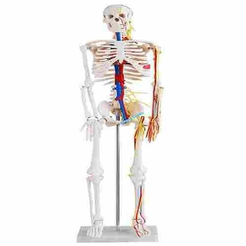XC-102B   Skeleton with Nerves and Blood Vessels 85cm