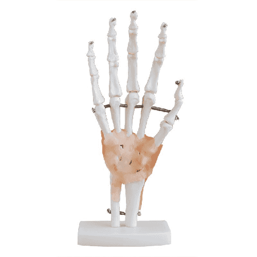 XC-114A  Life Size Hand  Joint with Ligaments