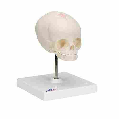SI/SK-513 Fetus Skull With Stand