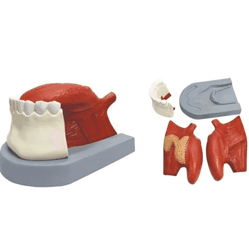 SI/AN-540 The Model Of Lingual Muscle With Mandible (4 parts)