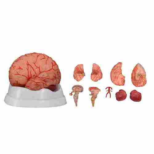 XC-308D Brain With Arteries (9 Parts)
