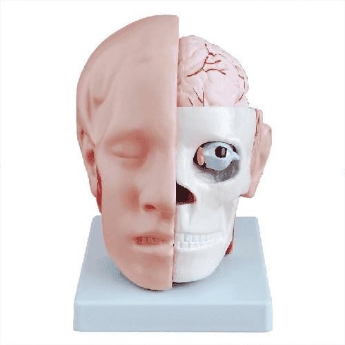 XC-318B Head with Brain