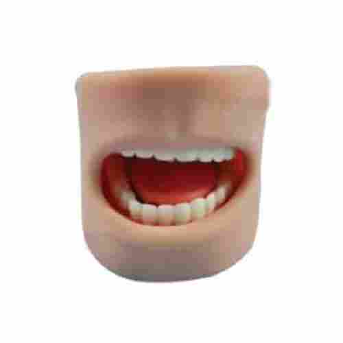 NS-6503 Teeth Model in Oral Cavity