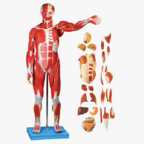 GD-A11301-1  Full Size Human Body Showing Muscles and Organs (86 Cm)