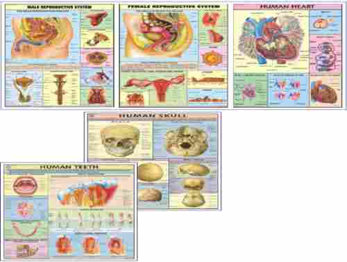 HP33S Set of Human Physiology charts