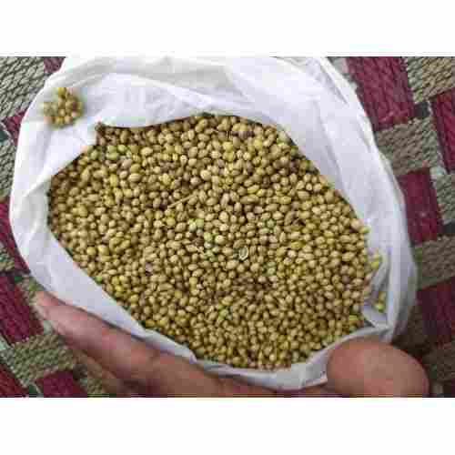 Coriander Seeds for Farming