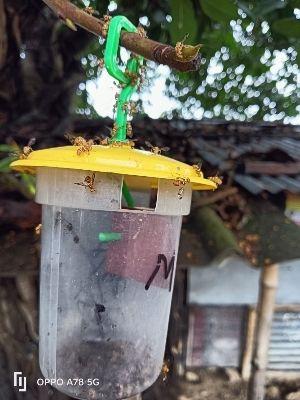 Insect Monitaring Trap Application: Agriculture