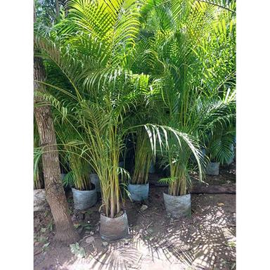 As Per Availability Arica Plum Plant