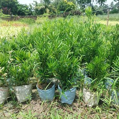 As Per Availability Podocarpus Plant