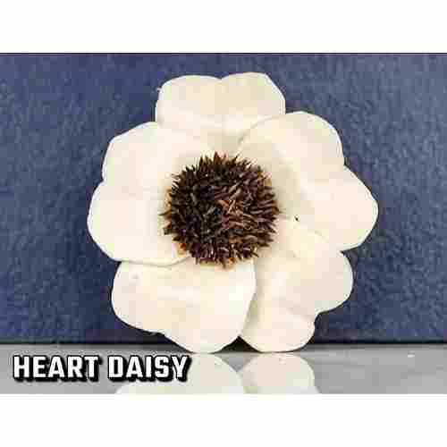 Heart Daisy Sola Flower