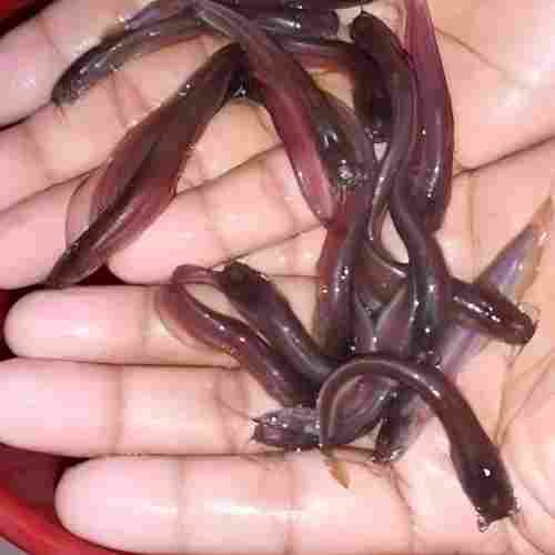 Singhi Fish Seed