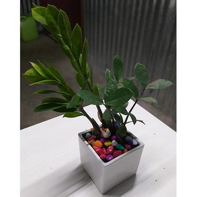 Different Available Indoor Plants With Pot
