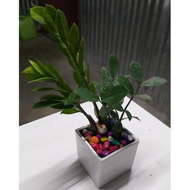 Different Available Natural Ornamentals Plant