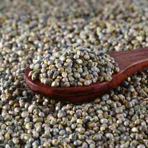 50 KG Pearl Millet Seed