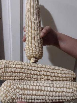Common White Corn