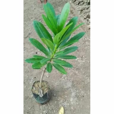 Different Available Champa Kanak Plant