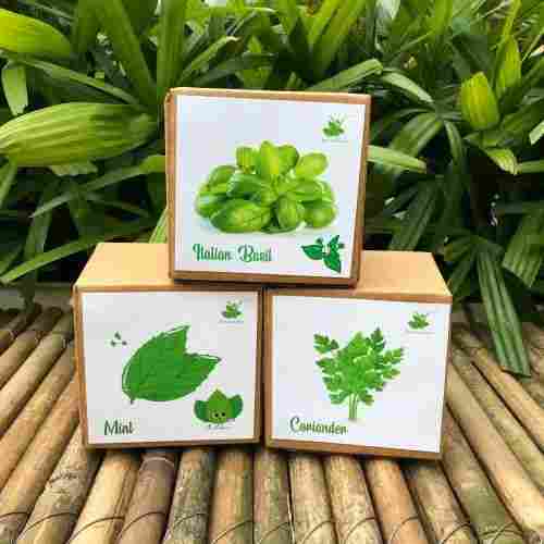 Mint Coriander Italian Basil Gardening Herb Seed Starter Plant Grow Kits