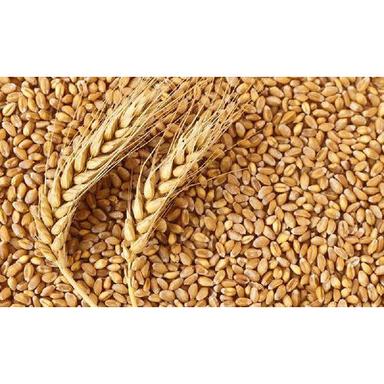 Common Wheat Seeds
