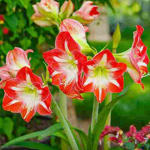 Red And White Star Amaryllis Flower Bulbs