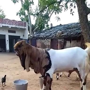 Totapari Male Goat