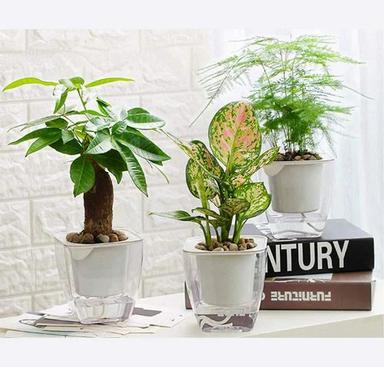Indoor Self Watering Planters Height: Diferent Available Inch (In)