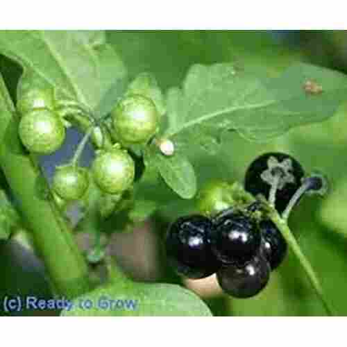Solanum Nigrum Extract ( Kakamachi )
