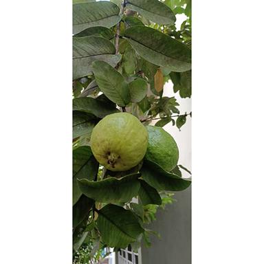 Different Available Guava Tree