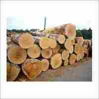Teak Wood Logs
