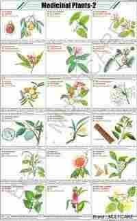 Medicinal Plants Chart  -2