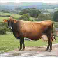 Dairy Karan Swiss Cow