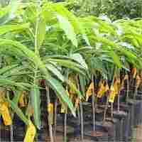 Mango Grafted Plants