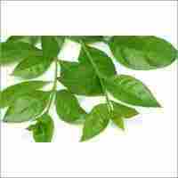Adathodai Leaf