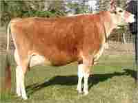 Brown Jersey Cow