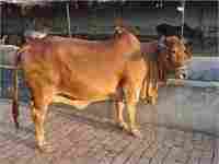 Cow Sahiwal