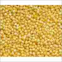 Indian Yellow Millet