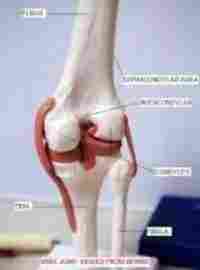 KNEE-JOINT