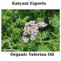 Organic Valerian Oil