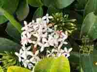 White Ixora plant