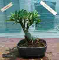 Bonsai Plant - Adenium Yellow