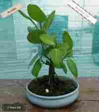 Bonsai Plant - Bengalesis Tree