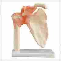 Shoulder Joint Anatomy Model